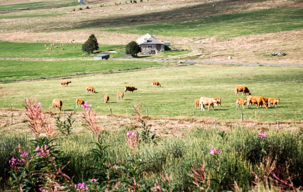 les estables à visiter en Auvergne